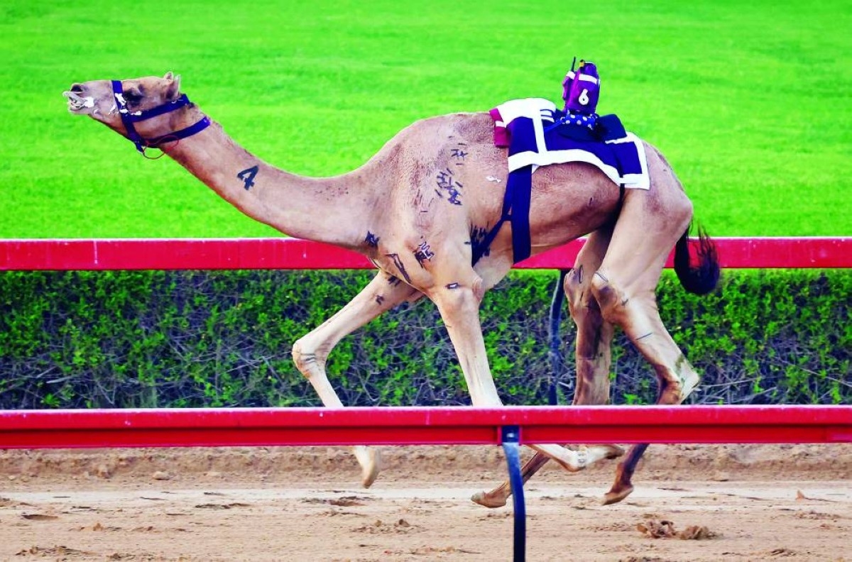 نخبة المطايا شاركت في السباق 