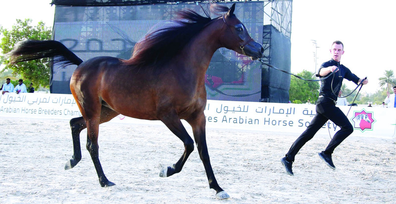 "جانب من العروض  |  البيان"