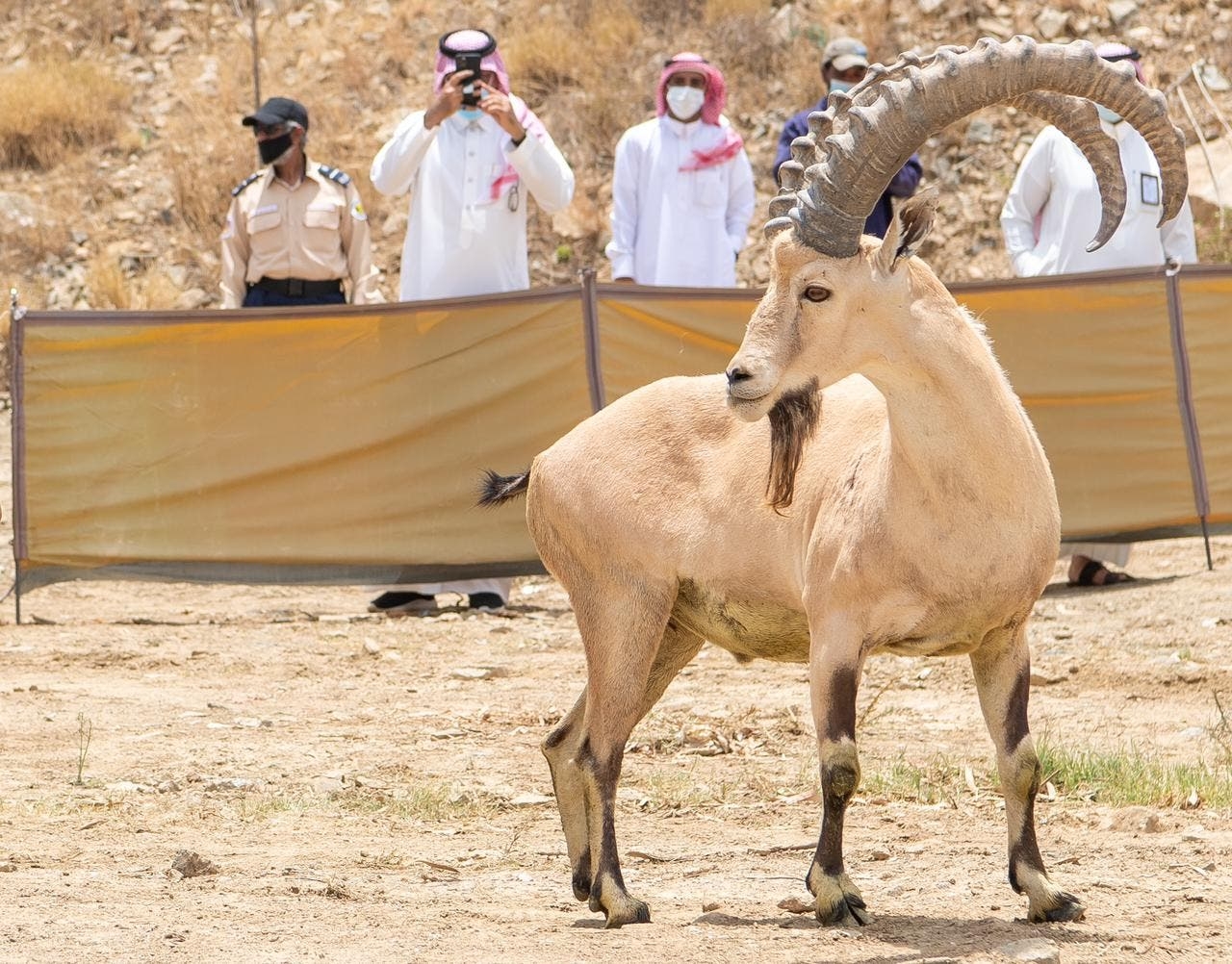 بعد ظهوره في مدينة الرياض.. تحذير من اصطياد الوعل الجبلي والغرامة 60 ألف ريال