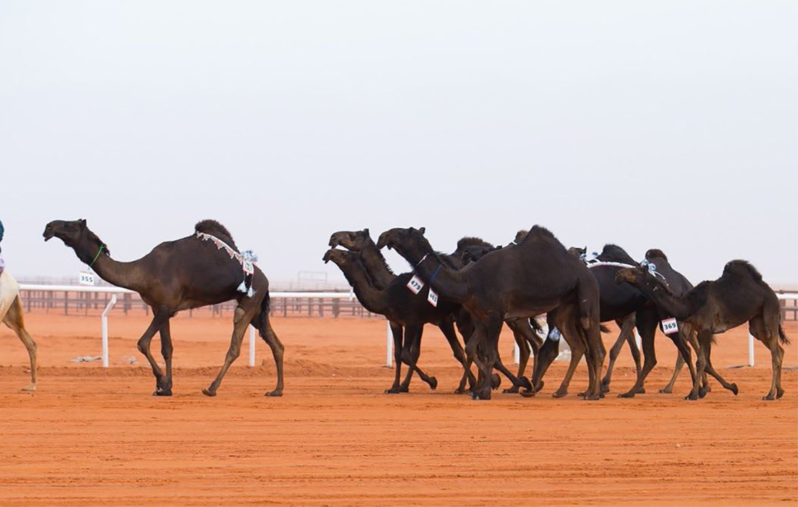 السعودية: 7 أشهر مهلة لإخراج إبل ومواشي الرعي المملوكة لغير السعوديين من أراضي المملكة