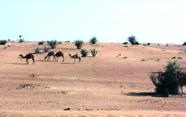 "محميةا لوحوش"