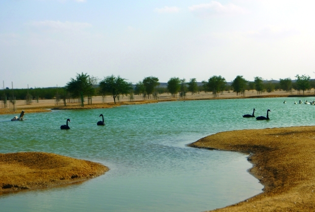 "محمية المرموم موئل الطيور المهاجرة"