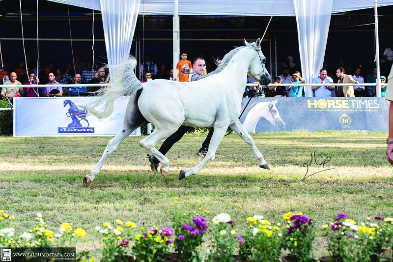 "جانب من مزادات الخيل في مصر   |  أرشيفية"