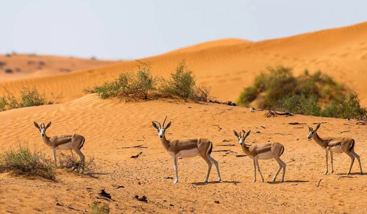 "مجموعات متنوعة من الغزلان والجمال والطيور تعيش في أمان برحاب المحمية"