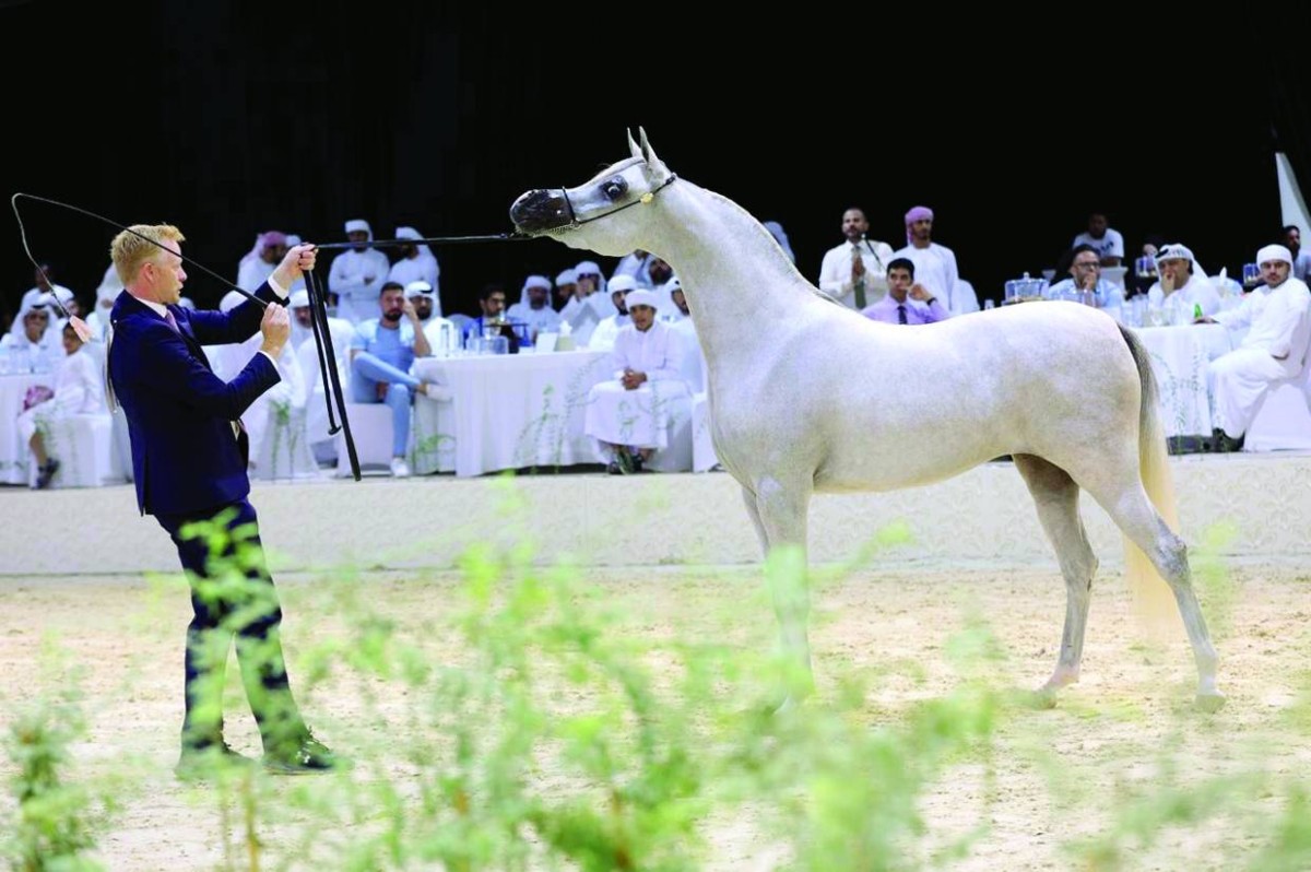 «جيه إس السلطان» بطل الفحول في ختام البطولة الوطنية لـ «جمعية الإمارات للخيول»