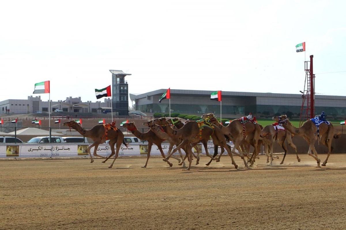 برعاية رئيس الدولة.. منافسات جائزة زايد الكبرى لسباقات الهجن 2024  تنطق الإثنين