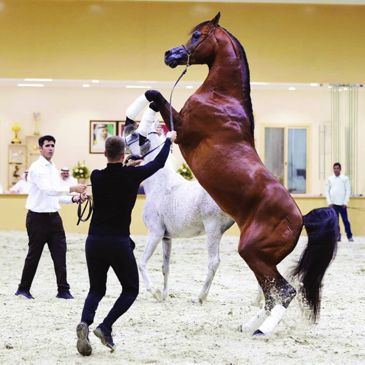 «مربط دبي» يطلق مزاده العالمي 28 ديسمبر