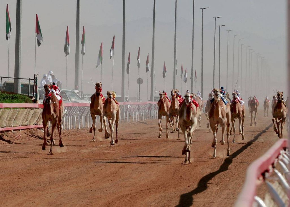 مهرجان محمد بن زايد للهجن ومزاينة الإبل "اللبسة" ينطلق الأربعاء المقبل