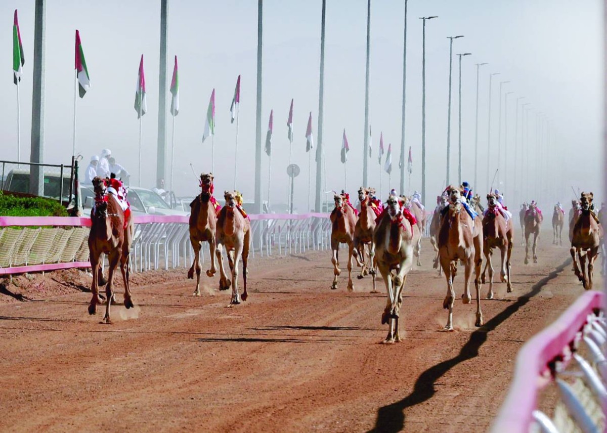 مهرجان محمد بن زايد للهجن ومزاينة الإبل «اللبسة» ينطلق الأربعاء المقبل