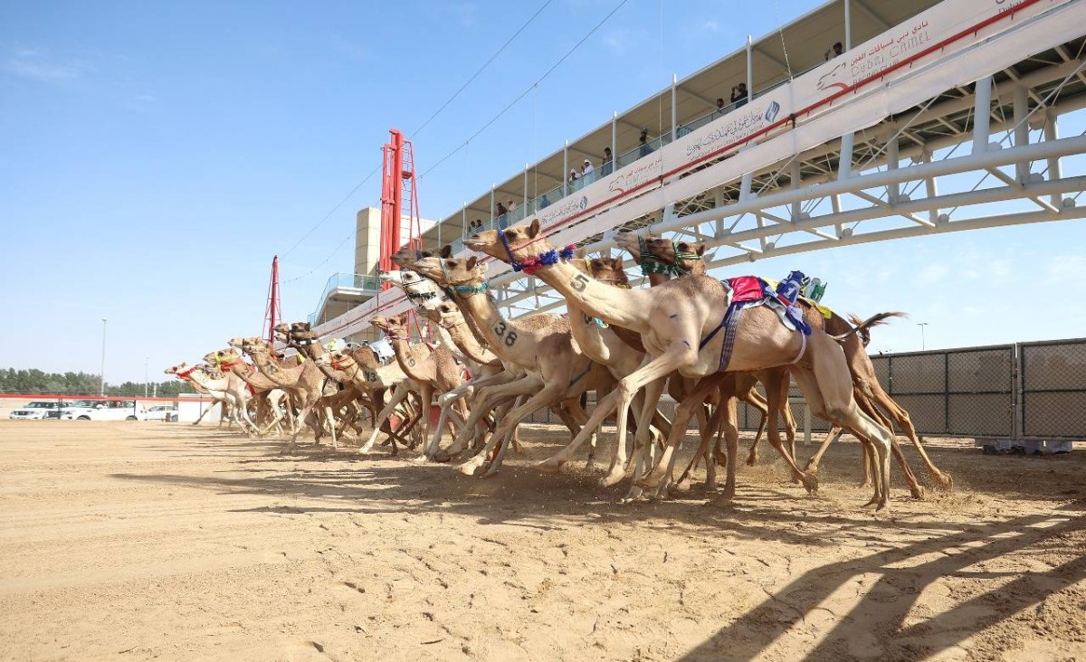 مهرجان ولي عهد دبي بالمرموم.. 1333 مطية في انطلاقة سباقات هجن القبائل