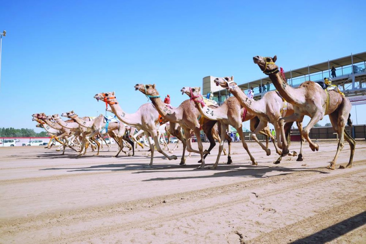 34 شوطاً بمشاركة نخبة المطايا.. منافسات قوية في ثامن أيام مهرجان ولي عهد دبي للهجن