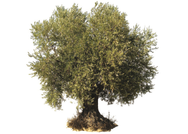 تعبير عن شجرة الزيتون وفوائدها