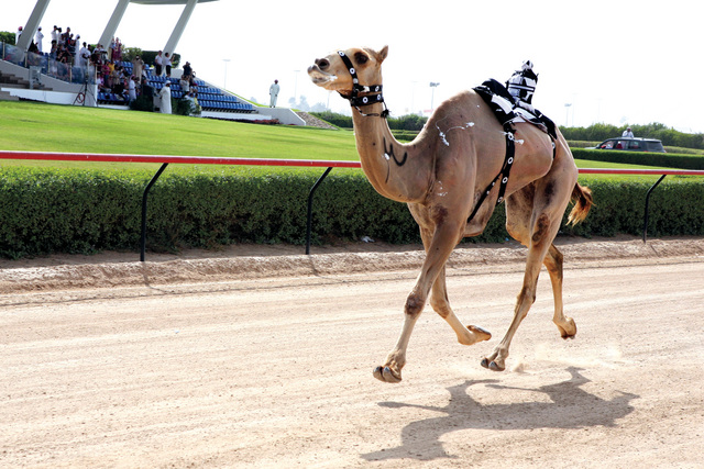 محمد بن راشد يشهد احتكار «العاصفة»لـ «سيف الإمارات ...