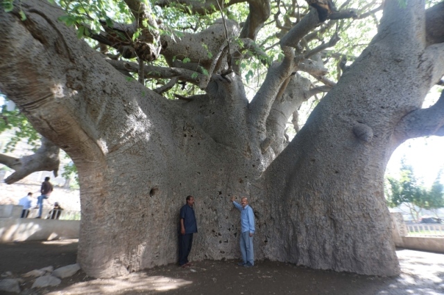 شجرة الغريب شاهدة على 1500 عام من التاريخ عالم واحد العرب البيان
