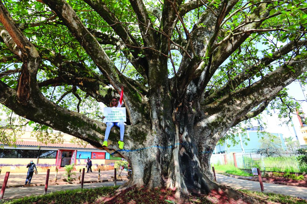 الصورة : Kenyan environmental activist Phyllis Wamaitha holds a placard as she sits atop a fig tree during a protest to save the iconic, century-old tree from being cut down to pave way for a Chinese-funded highway, in Westlands district of Nairobi, Kenya November 11, 2020. REUTERS/Thomas Mukoya