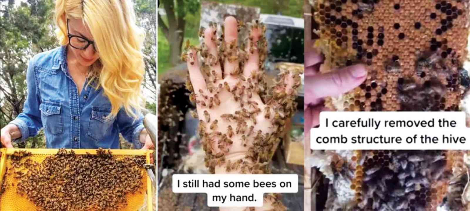 Авокадо пчелы погибают. Erika Thompson Beekeeping. Fake News Bees.