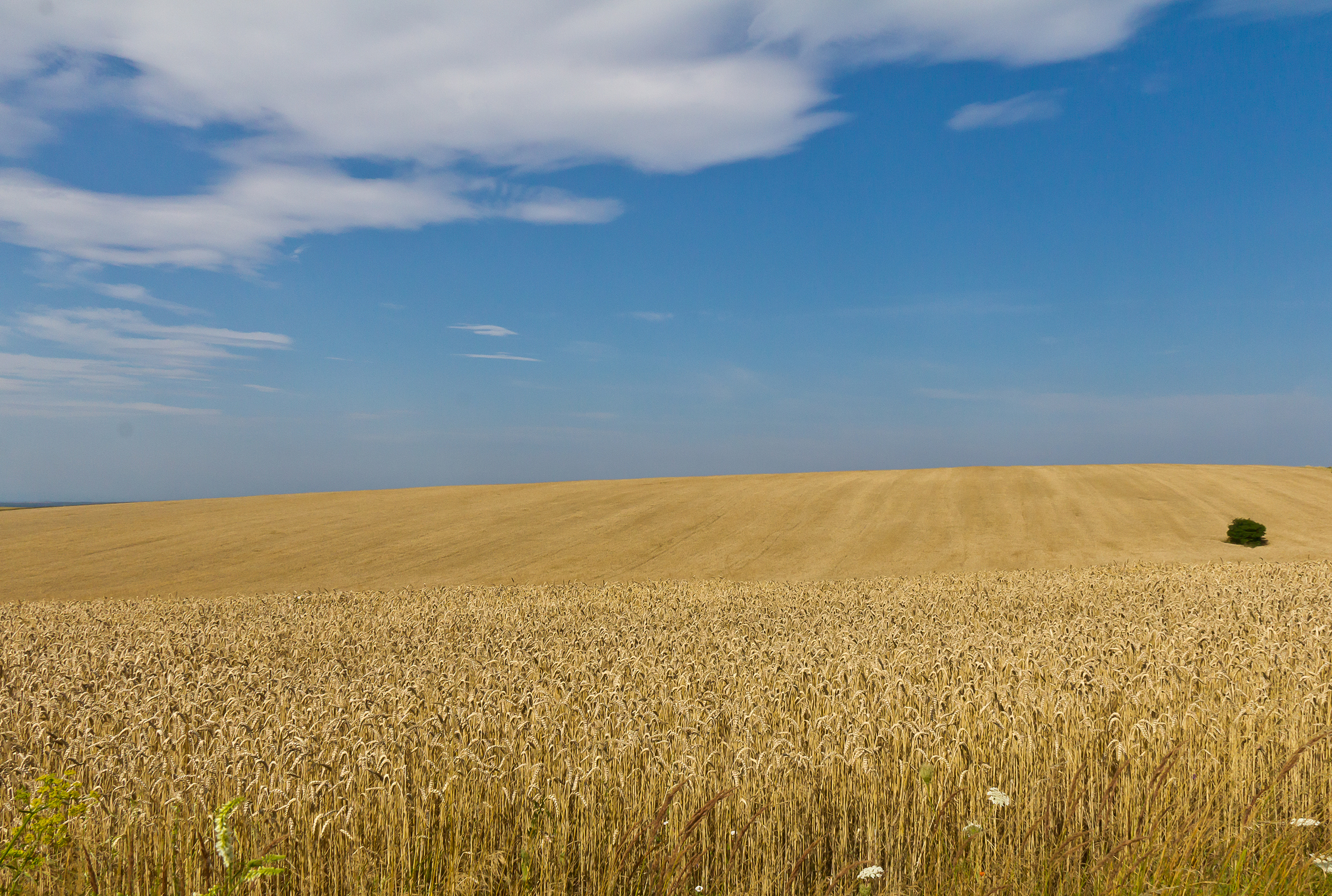 أوكرانيا يمكنها تصدير 15.6 مليون طن إضافية من الحبوب
