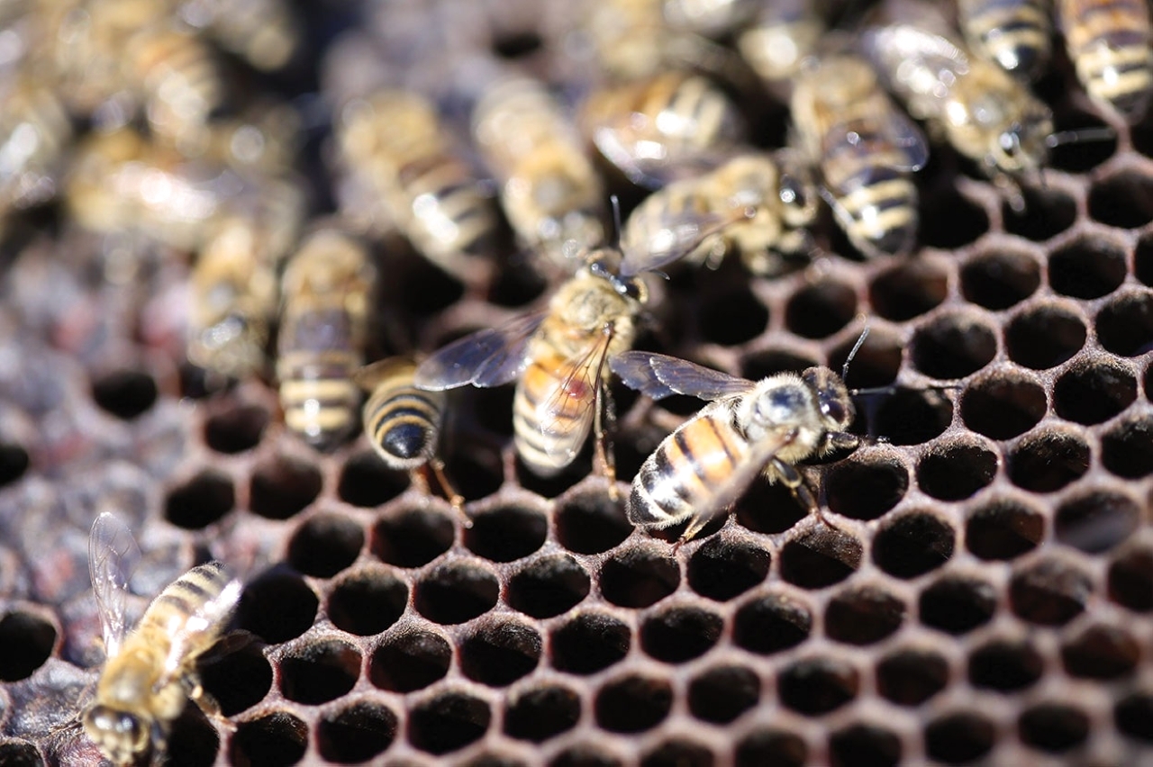 طفيليات تهدد النحل.. ومديري الشركات