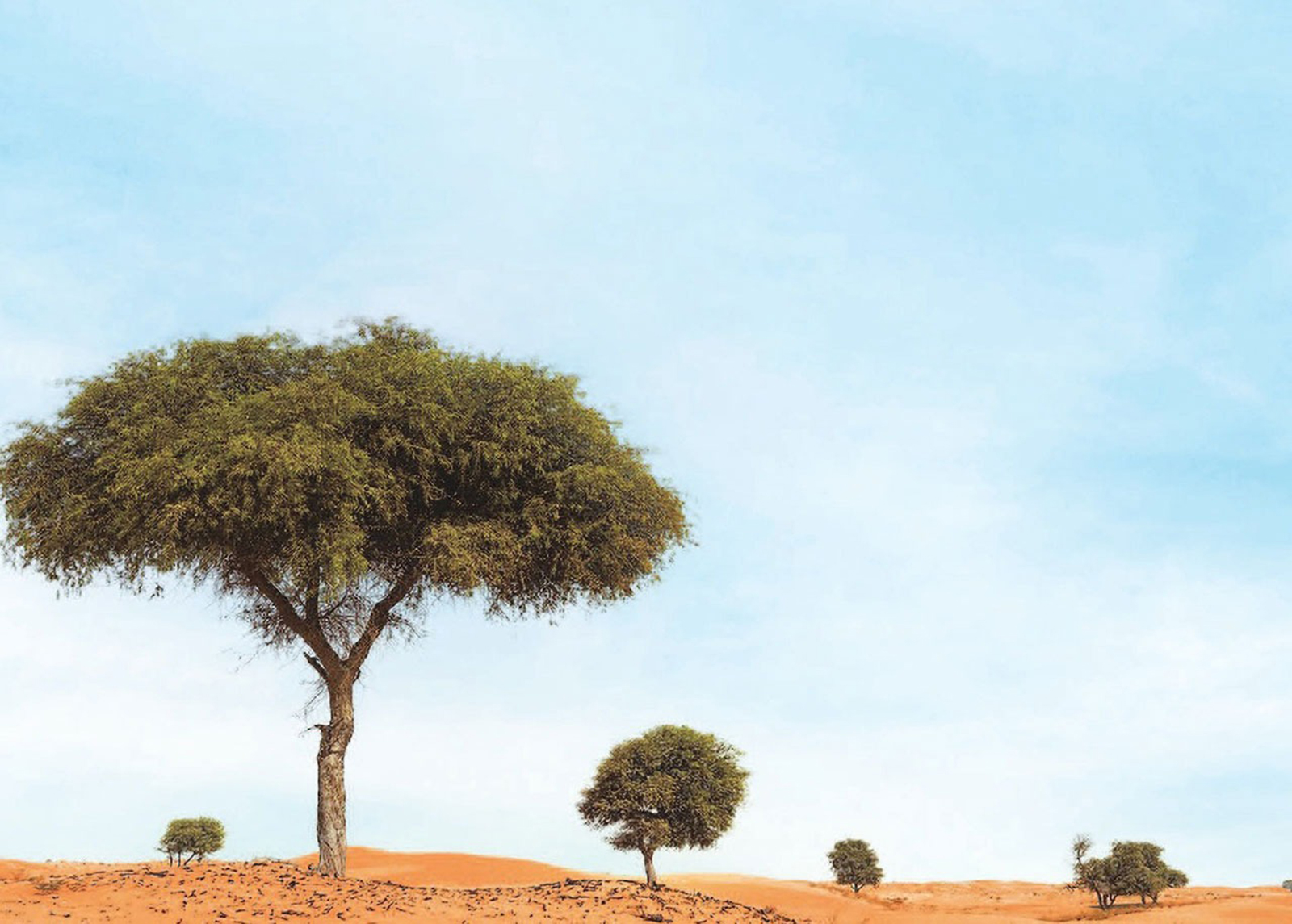 نجاح مشروع التسلسل الجيني لشجرة الإمارات الوطنية «الغاف»