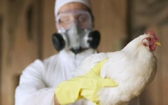 الصورة: الصورة: اكتشاف سلالة شديدة العدوى من فيروس إنفلونزا الطيور في مزرعة ثالثة بأستراليا