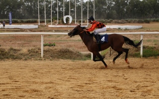 الصورة: الصورة: «خدام» بطل كأس رئيس الدولة للخيول العربية في تونس
