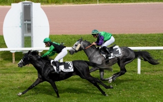 الصورة: الصورة: "كاسو" و "وعزوة" و"هيرمس" أبطال كأس الوثبة للخيول العربية في فرنسا ورومانيا
