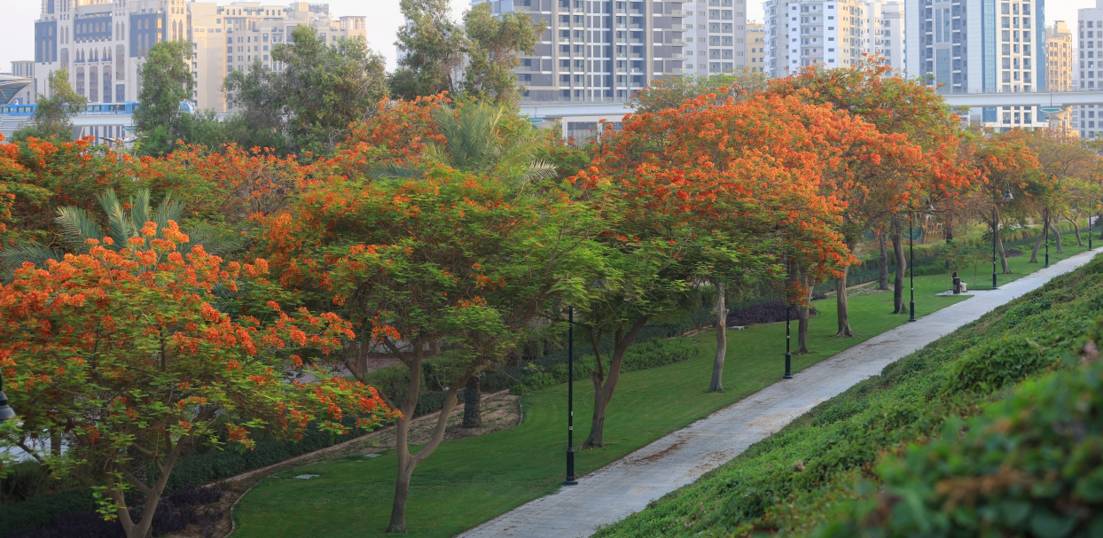الصورة : الشجرة تزين حدائق وشوارع دبي | تصوير: عثمان ذياب