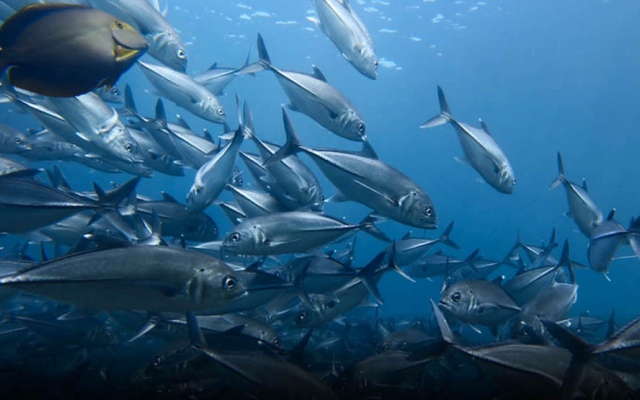 الصورة: الصورة: حل لغز قدرة الأسماك على تحديد اتجاه الأصوات!