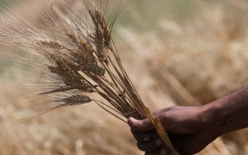 الصورة: الصورة: مصر تشتري 3.55 ملايين طن من القمح المحلي هذا الموسم