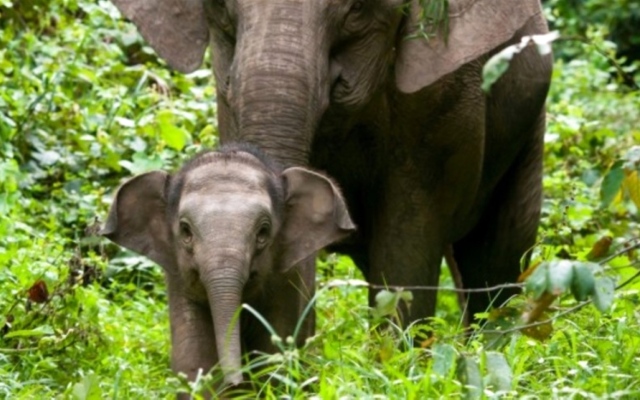 الصورة: الصورة: الفيل «البورنيوي» مهم للغابات
