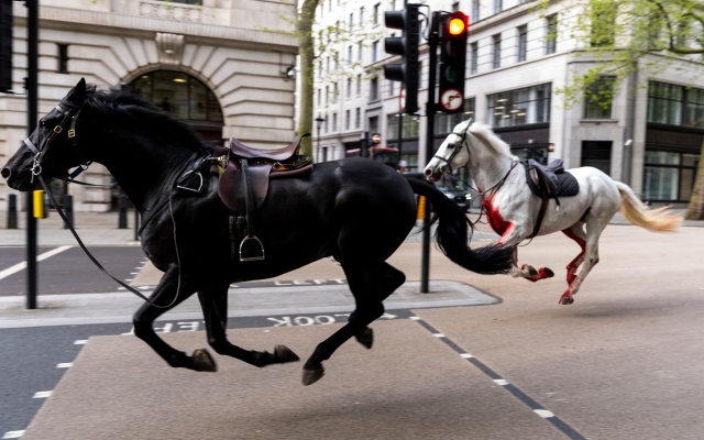 الصورة: الصورة: في تكرار لحادثة سابقة... خيول عسكرية جامحة في شوارع لندن