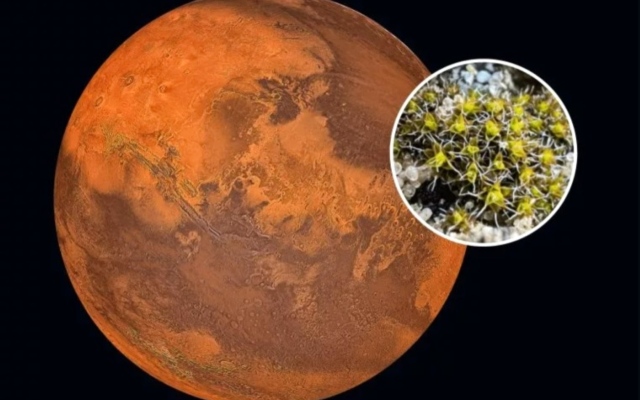 الصورة: الصورة: «طحالب صحراوية» تبشر بالقدرة على استيطان المريخ