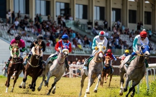 الصورة: الصورة: 7 خيول تتنافس في كأس الوثبة برومانيا غداً