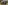 الصورة: الصورة: «سندريلاز دريم» لجودلفين تخطف الأضواء في «بيلمونت أوكس»