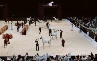 الصورة: الصورة: جمعية الإمارات للخيول العربية.. نقلة نوعية وحصاد استثنائي خلال موسم 2023-2024