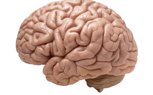 الصورة: الصورة: دراسة تكشف عن منطقة في الدماغ مسؤولة عن الفضول لدى البشر