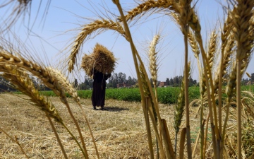 الصورة: الصورة: مصر .. الاحتياطي الاستراتيجي من القمح يكفي لـ 6.9 أشهر