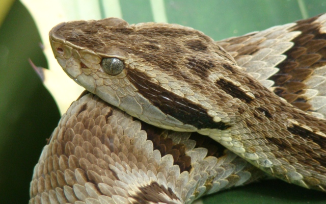 الصورة: الصورة: عالم أحياء يخطو على الثعابين السامة لدراسة دوافعها للعض