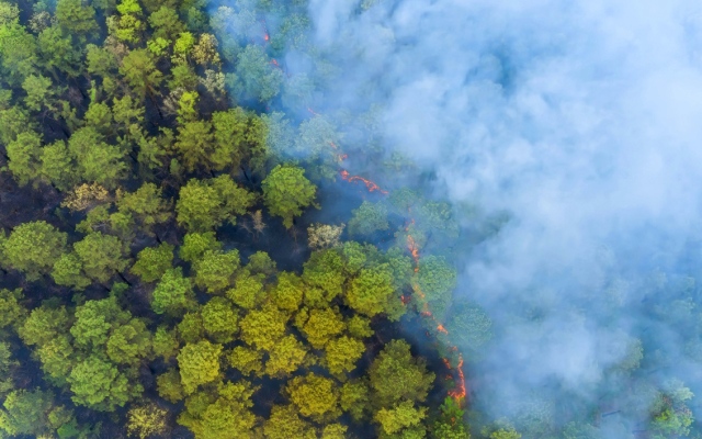 الصورة: الصورة: دخان حرائق الغابات يحمي الأشجار الصغيرة!