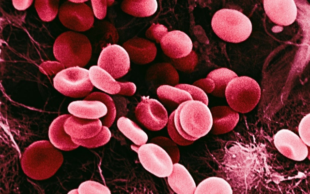 الصورة: الصورة: اليابان تكشف موعد بدء التجارب السريرية على خلايا الدم الاصطناعية