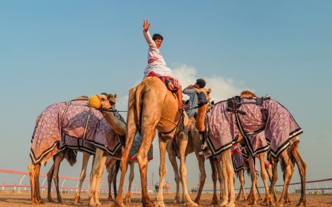 الصورة: الصورة: الإبل.. إرث وثروة وطنية