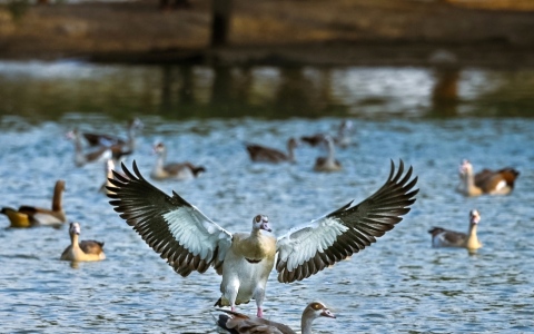 الصورة: الصورة: استدامة وجمال